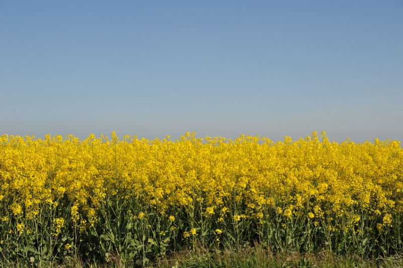 Bayer has offered compensation to French farmers because of the crop loss