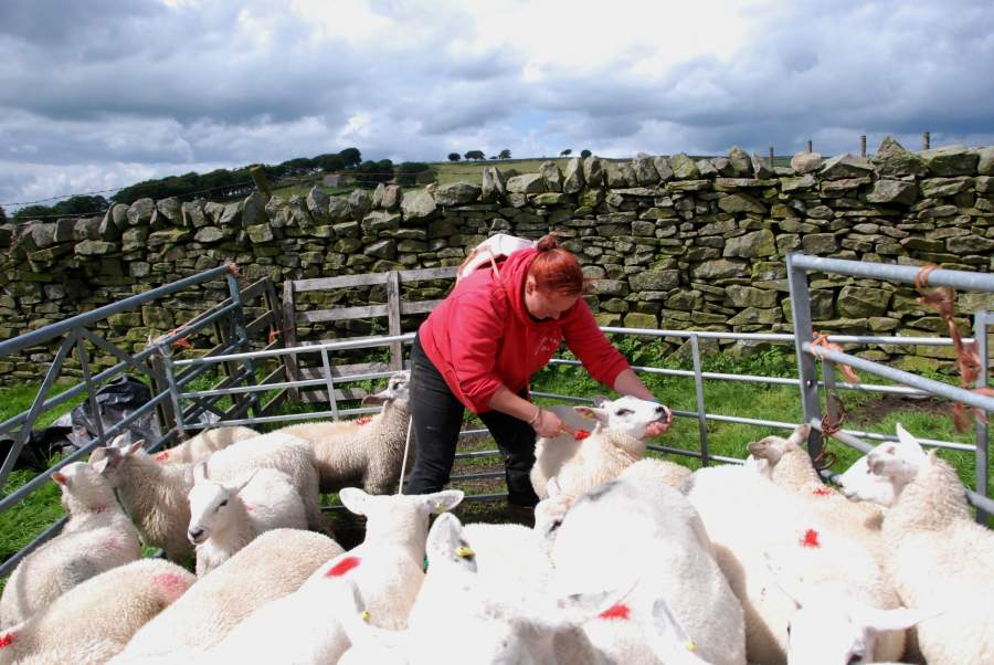 Livestock theft is particularly devastating for small farms