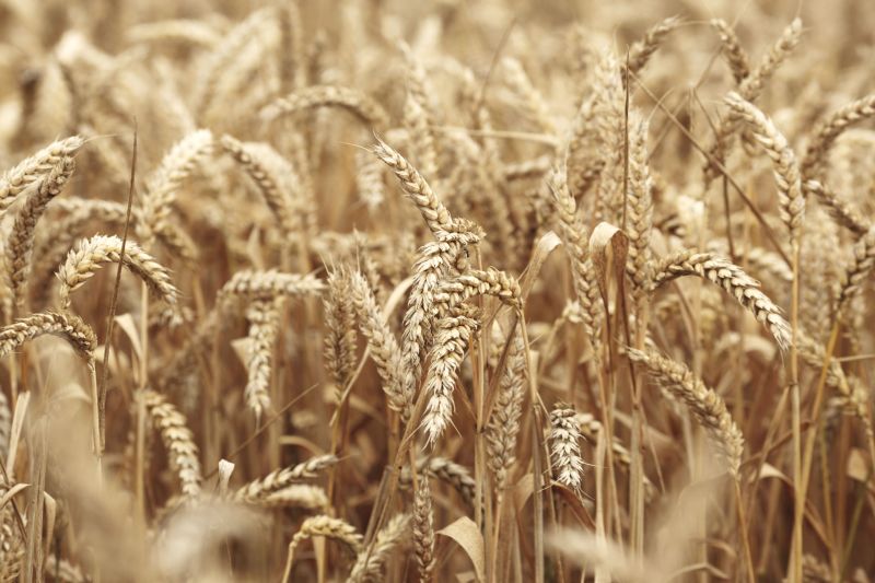 The current percentage of homegrown wheat milled has doubled that of forty years ago