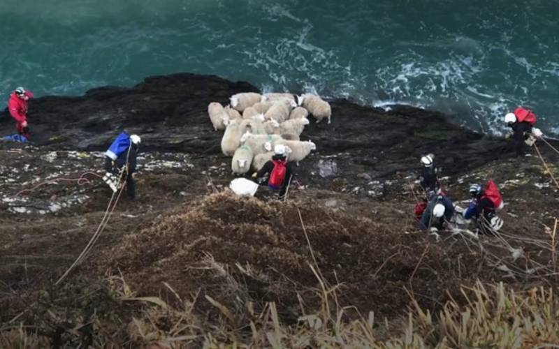 The incident led the farming industry to urge people and dog walkers to take care around farm animals (Photo: RSPCA Cymru)