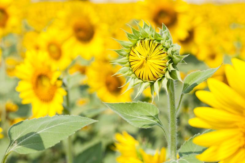 The active substance aclonifen is authorised for use on a range of crops, including sunflowers, in the rest of Europe