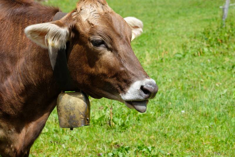 A German couple have lost their fight, again, over the nearby cow bell noise