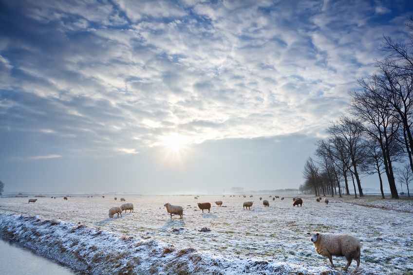 Sheep farmers were the hardest hit because of the unpredictable weather of 2017-2018