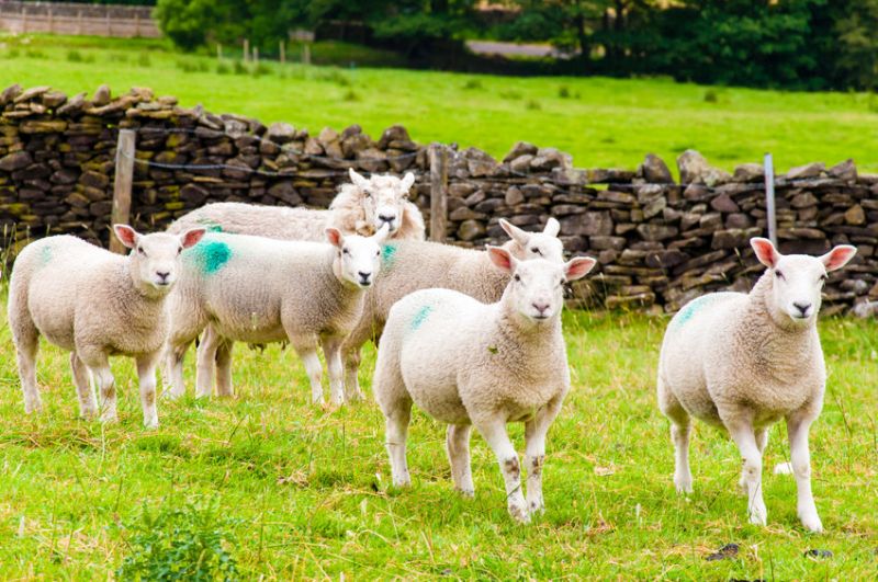 The UK is the third largest sheep meat exporter in the world, supplying more than 80,000 tonnes to the EU each year