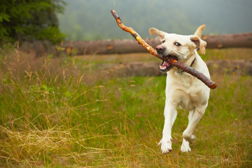 Six percent of dog owners admit their pet has chased livestock