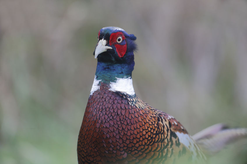 Survey aims to shine light on conservation work by gamekeepers