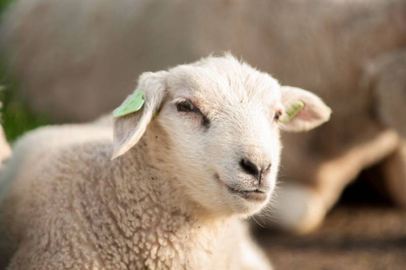 Each sheep is valued at £95, bringing the total loss to over £20,000