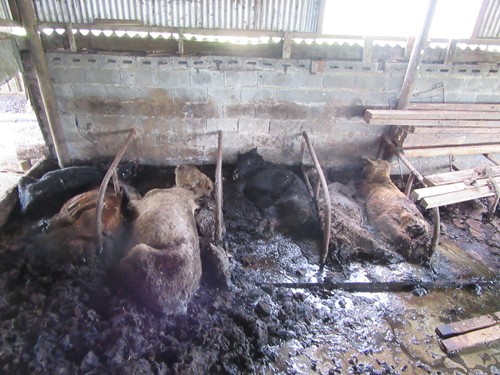 Officers saw 'utter devastation' with dead cattle decaying in the livestock sheds