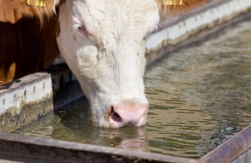 Livestock businesses are acutely dependent on a reliable supply of water