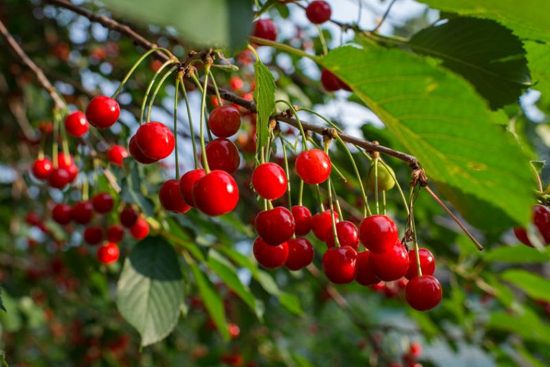 In 2016 Xylella was detected in Spain for the first time on cherry trees in a nursery on the Balearic Islands