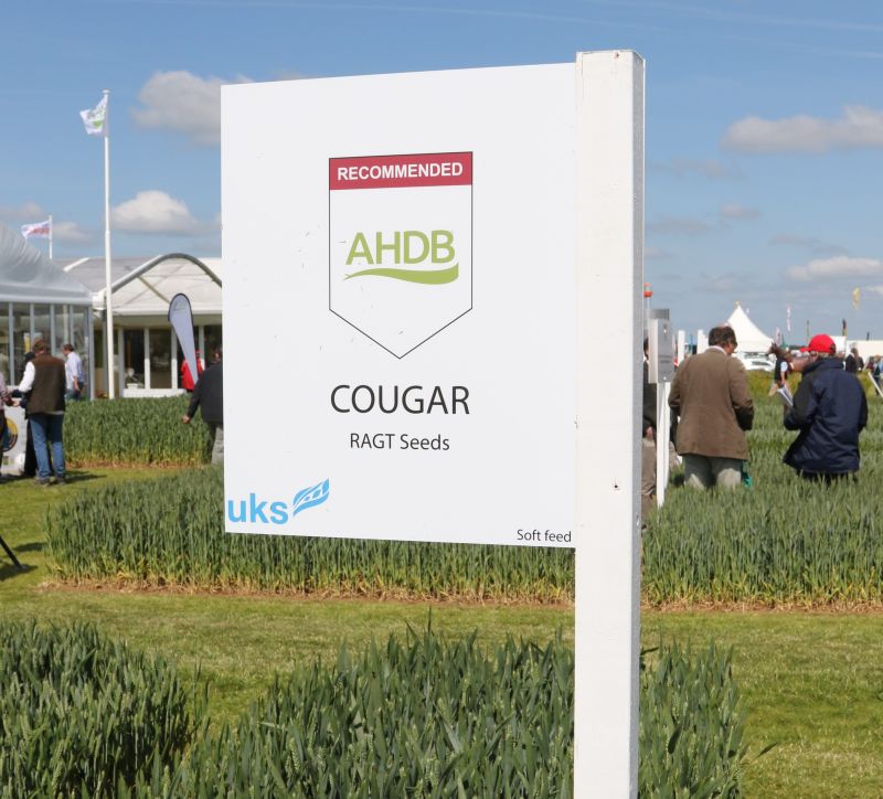 Infection appear to have been limited to a specific variety of winter wheat