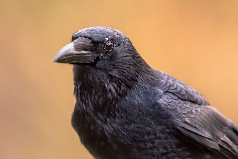 The new general licence to control crows has 'many serious flaws'