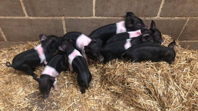 The school which runs the farm said it was 'no longer viable' (Photo: Stratton School Farm)