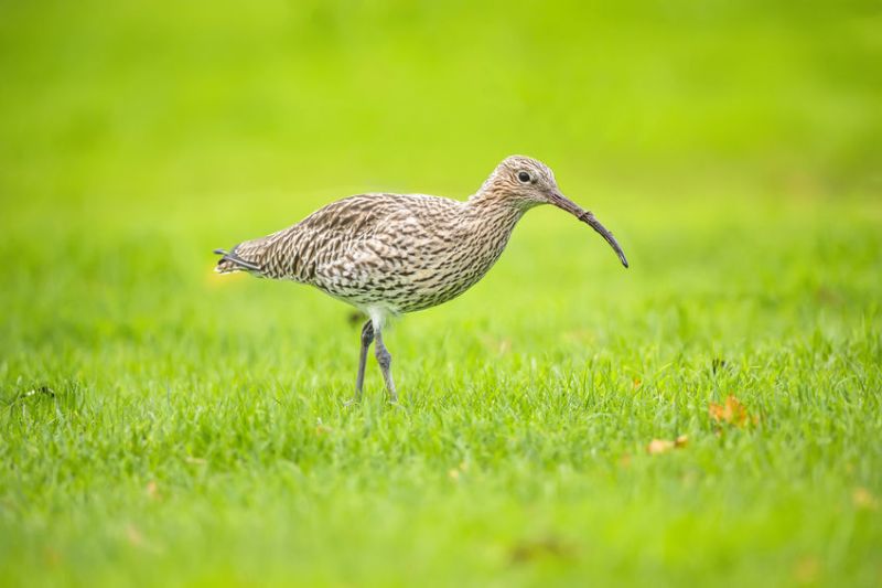 RSPB has admitted that grazing levels need to be increased to help curlews