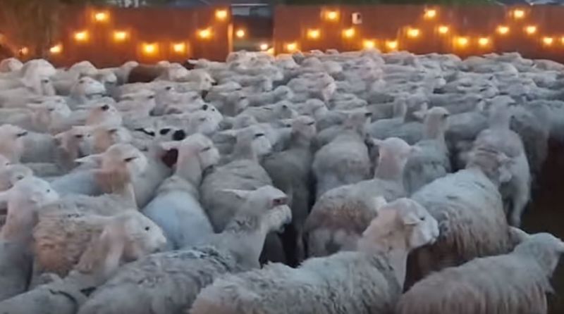 Two-hundred sheep invaded Scott Russo and his family's home for around five minutes (Photo: YouTube/ScottRusso)