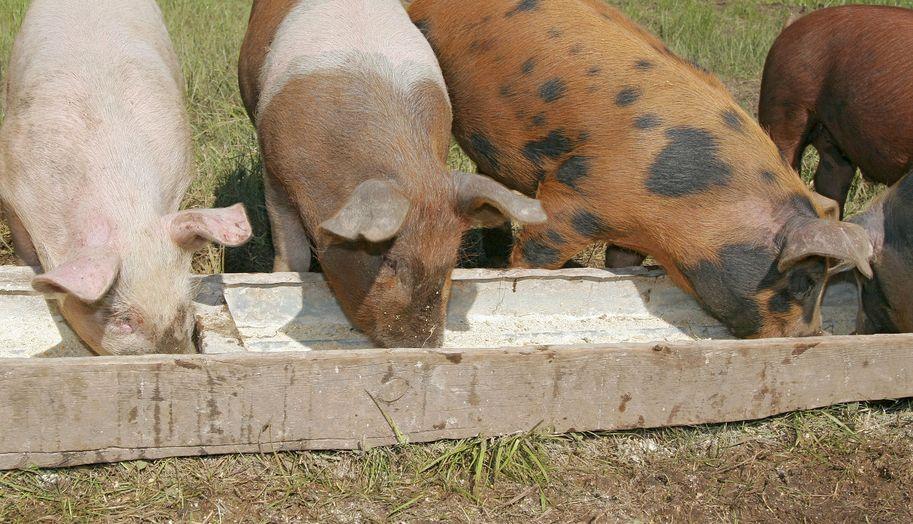 The school's headteacher said he wants children to become 'more knowledgeable and sensitive to animal welfare' as a result of rearing pigs