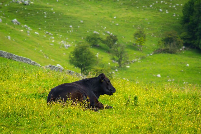 The NFU pointed out that 85% of the water ‘used’ in UK beef production comes from natural resources like rainwater