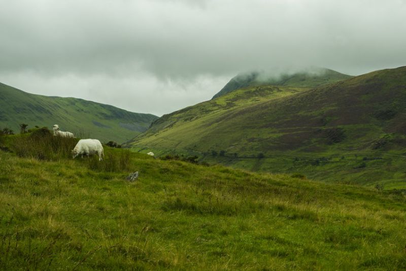 Most of the water used in Welsh livestock farming comes from rainfall, farmers have pointed out