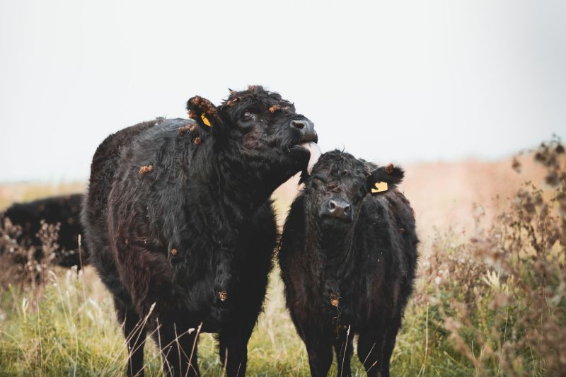 The number of cattle has fallen in both the beef and dairy sectors over the past year