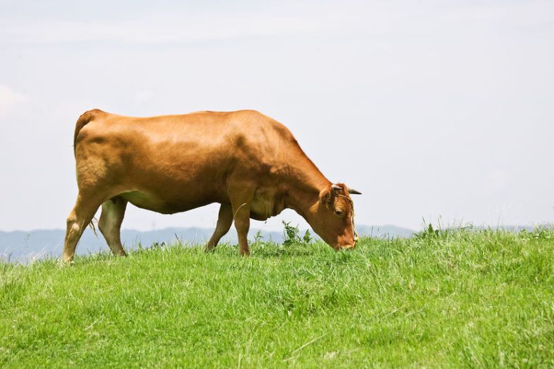 The burgers are made with the traditional Japanese cattle breeds, but born and reared in Scotland