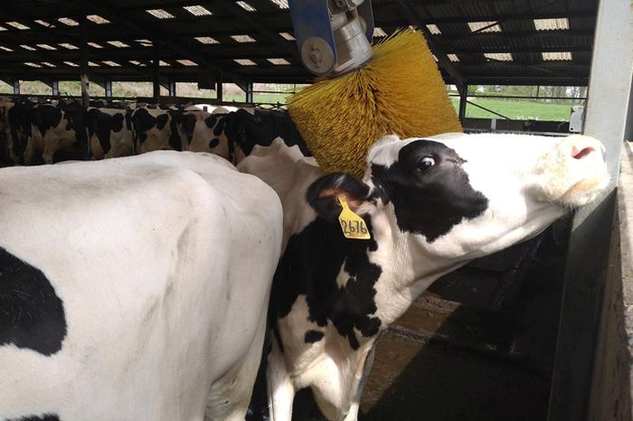 A dairy cow using an automatic brush on the farm