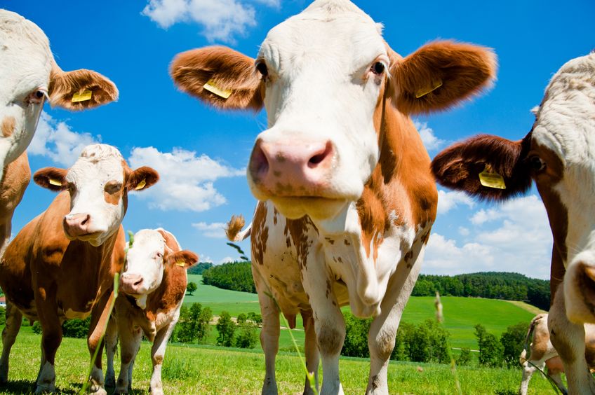 Beef and lamb prices must strengthen, says the Ulster Farmers' Union