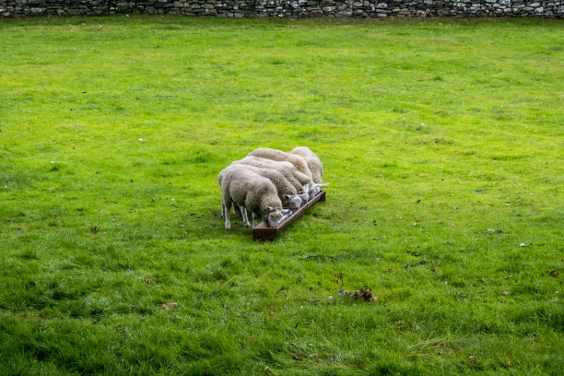 Figures show lowland cattle and sheep farms down a substantial 29%, with farm business income at just £17,000