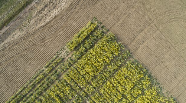 This mere 1-degree rise costs UK rapeseed growers £16m