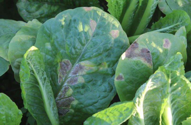 Lettuce downy mildew is estimated to cause more than £15 million worth of crop loss per year (Photo: James Townsend, STC)