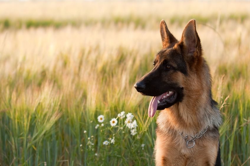 Farmers continue to pay for people's 'lack of respect' of the countryside