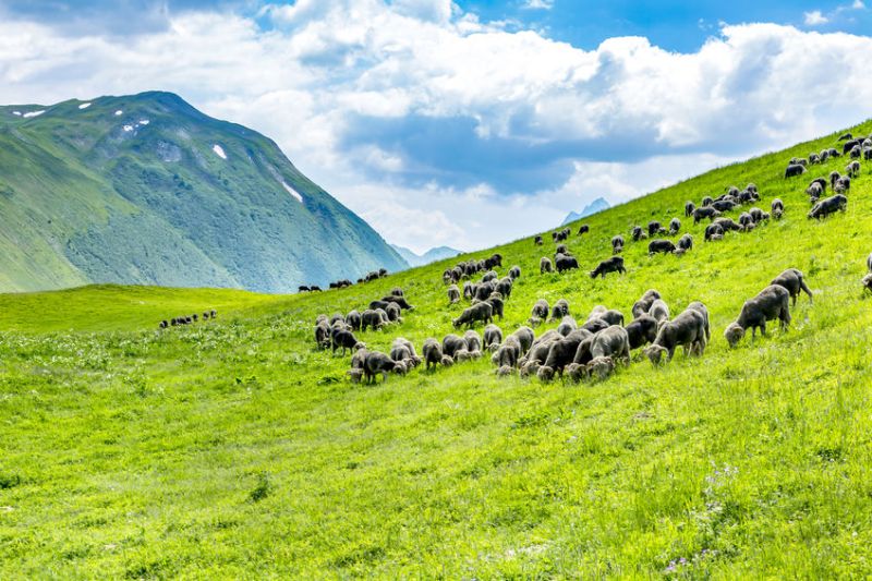 A local farmer from the French alps region helped keep the class open