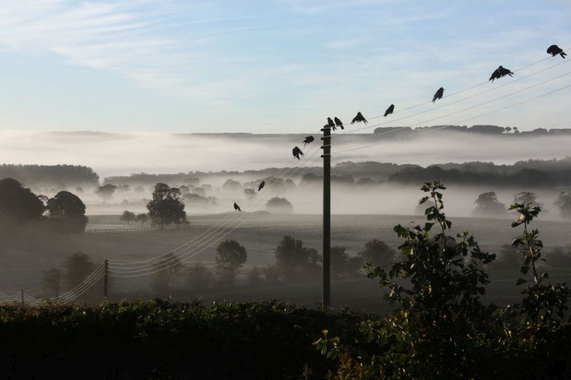 MPs are to question Defra and Natural England on the wild bird control issue