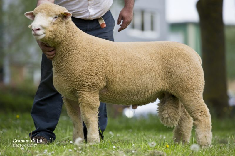 A top quality entry of sheep was presented at the annual Dorset Horn and Poll Dorset May Fair in Exeter