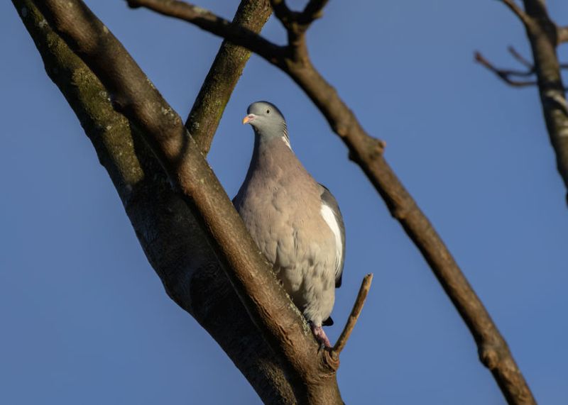 Woodpigeons cause £5m worth of crop damage to oilseed rape alone each year