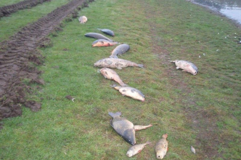 The incident killed a number of fish and impacted on groundwater