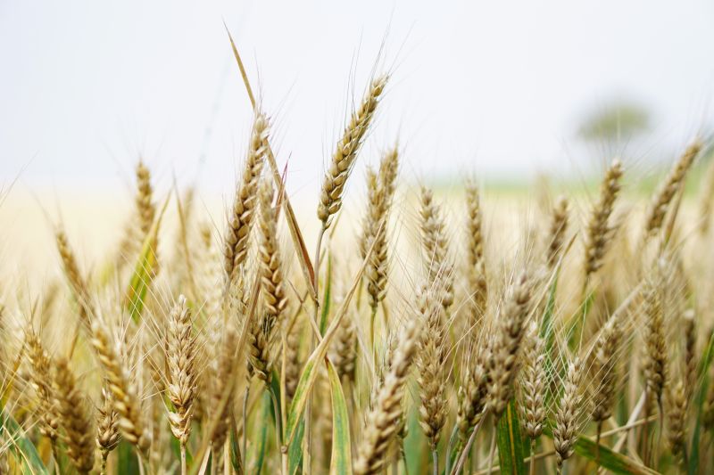 High wheat prices and reduced costs see net profits double for arable farms in the East Midlands