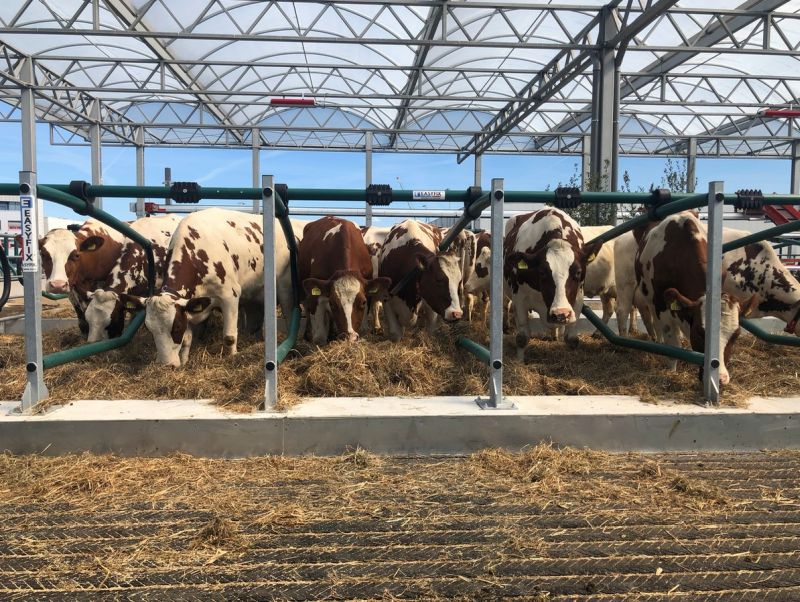 Cows have arrived at the world’s first floating farm located in the Netherlands