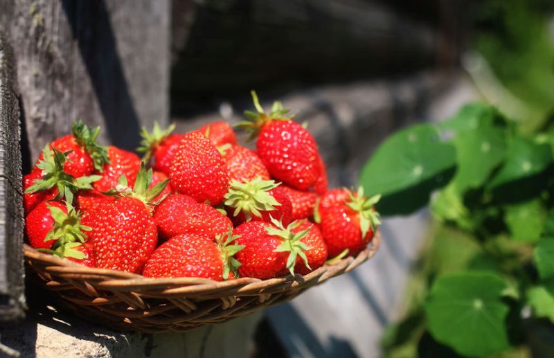 During the past year, more than 131,000 tonnes of strawberries were sold in the UK