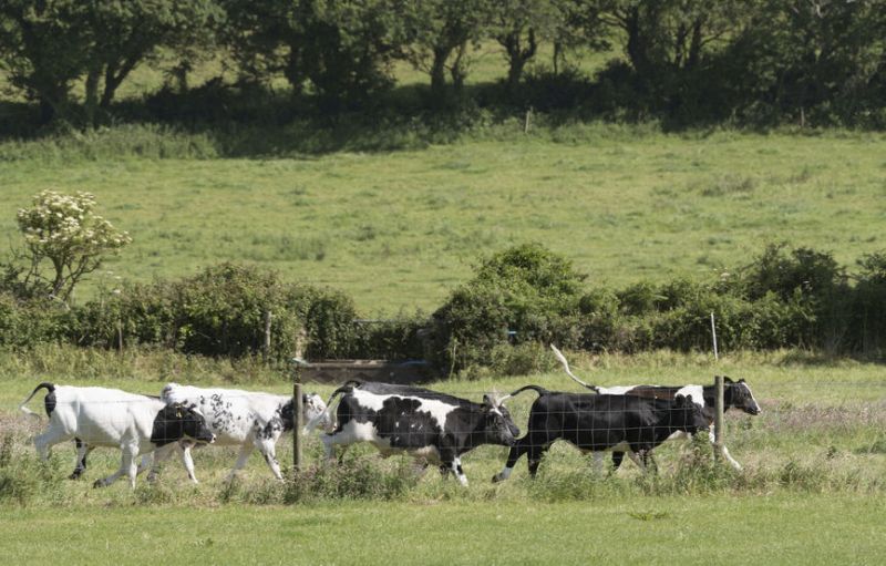 There's a shortage of suitable fence posts for the Environmental Farming Scheme