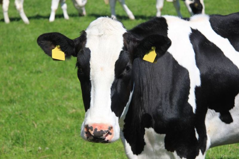 The businesses were concerned the guidance would have ‘effectively made raw milk cheese production in Scotland unviable’