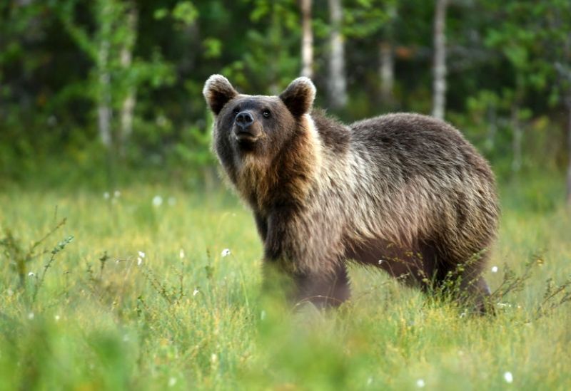 Farmers in France and Spain are concerned with efforts to repopulate the bear population in the Pyrenees