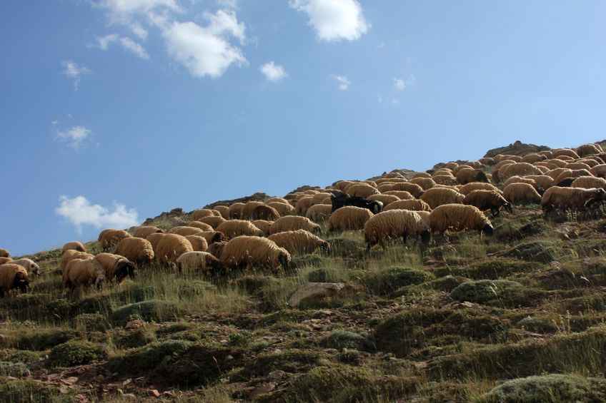 Full compensation for actual losses suffered is needed, Scottish farmers say