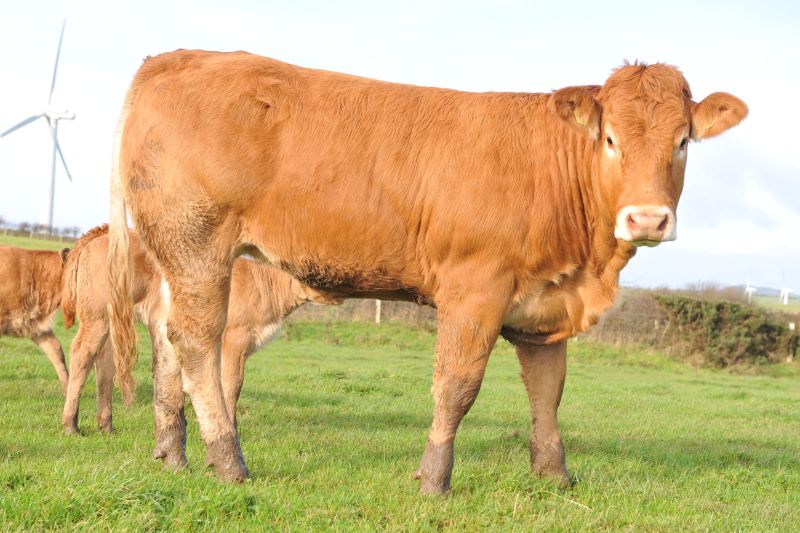 Farmers should aim to buy bulls with a positive fat depth estimated breeding values (EBV)