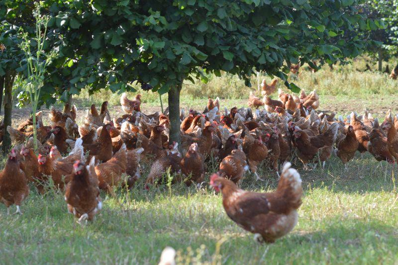 The awards celebrate those in the free range egg sector which make a positive impact