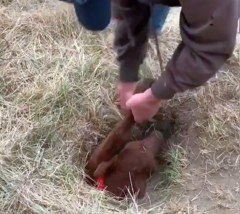 The calf had been missing for over a day (Photo: Brad Osadczuk/Twitter)
