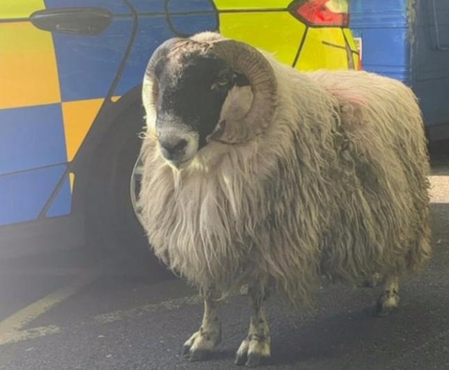 The apprehended sheep (Photo: Lancashire Rural Police/Facebook)