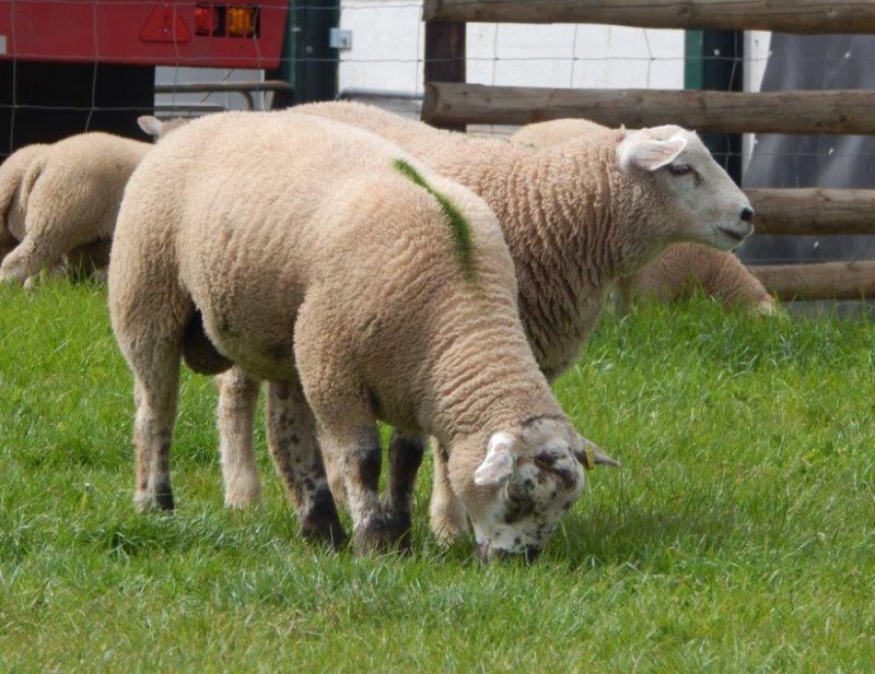 Rams are selected on the basis of their EBVs, which are a direct assessment of their breeding merit for specific traits