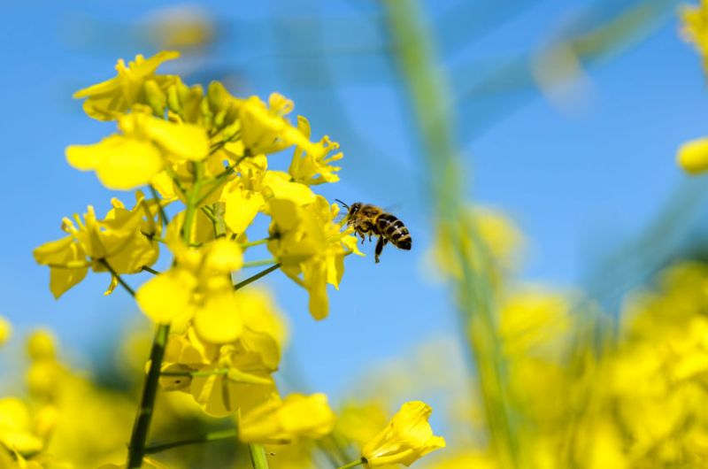 The yield of organic oilseed rape crop is low and variable in organic farming