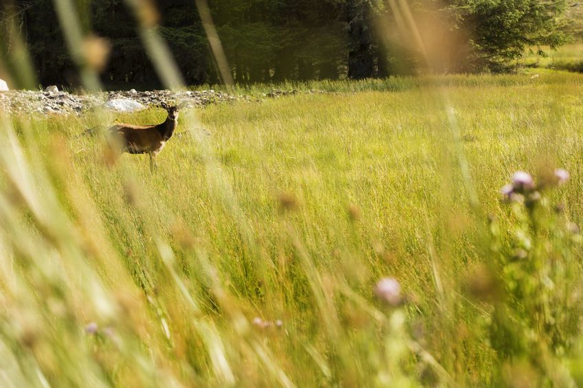 The Galloway deer farmer has received his Biosphere Certification Mark