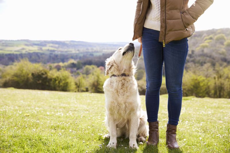 The dog-friendly diversification plan has been handed to Hambleton District Council